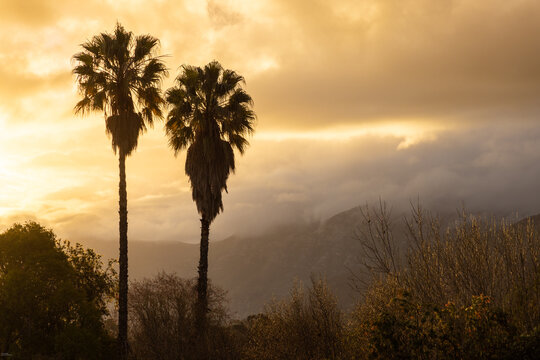 palm trees against dramatic sunset clouds