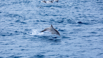 Jeune dauphin © Yves BOILEAU