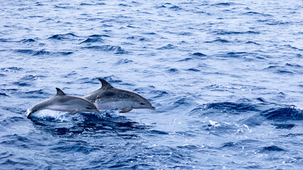 Fototapeta premium Dauphin et son bébé