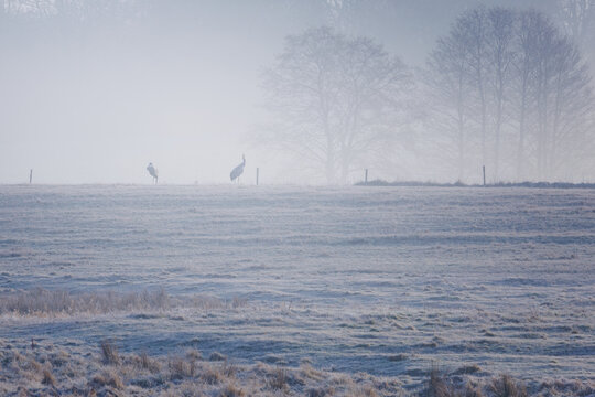View of two cranes standing in a frosty, misty field with silhouetted trees in the background in the Mazury Garbate region, Poland.
