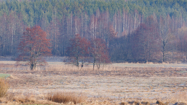 View of the Mazury Garbate landscape featuring bare trees with reddish foliage, frost-covered fields, and a misty morning atmosphere in Poland.