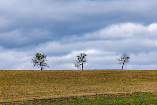 View of three bare trees standing on a horizon line above a vast agricultural field under a dramatic cloudy sky in the Podlasie region, Poland.