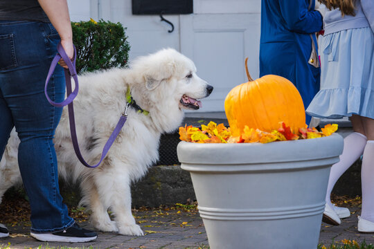 White Dog Beside Pumpkin Halloween Decoration