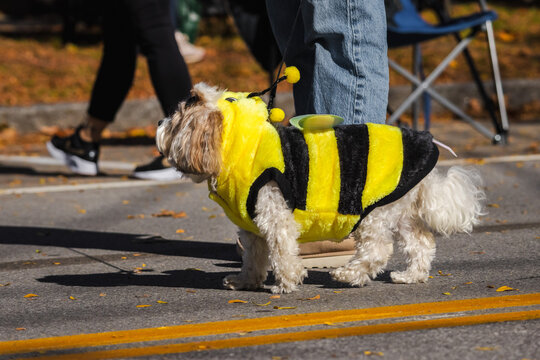 Small Dog in Bumblebee Halloween Costume