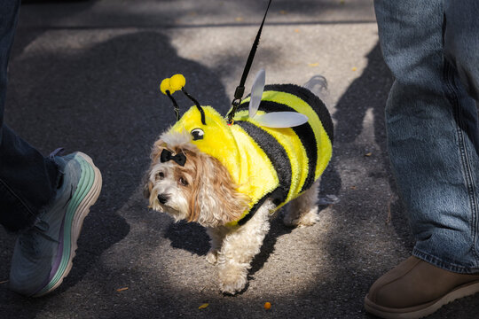 Fluffy Dog in Bumblebee Halloween Costume and Bow Tie
