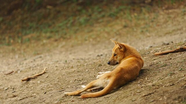 Drowsy Golden Dog Resting on Ground as Photographer Walks By 4K