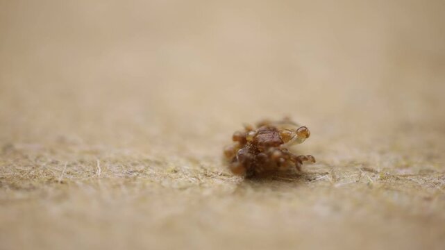 Extreme macro view of a tiny brown tick-like arthropod on a textured wooden surface, with very shallow depth of field and ample copy space.
