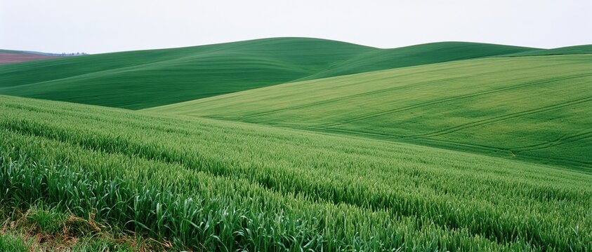 The Rolling Green Hills Landscape with Clear Sky and Sunlit Fields of Crops