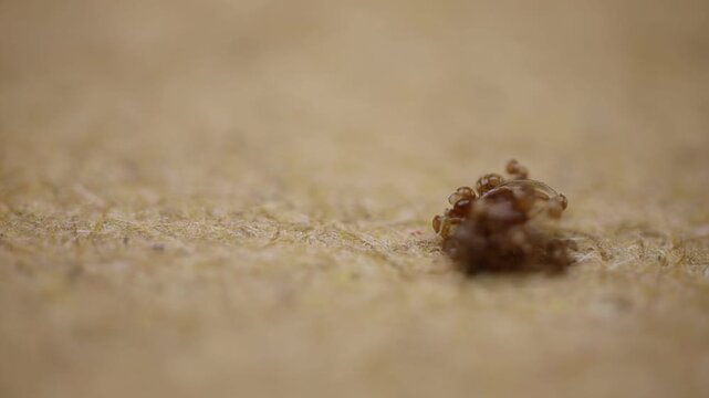 Extreme macro view of a tiny brown tick-like arthropod on a textured wooden surface, with very shallow depth of field and ample copy space.