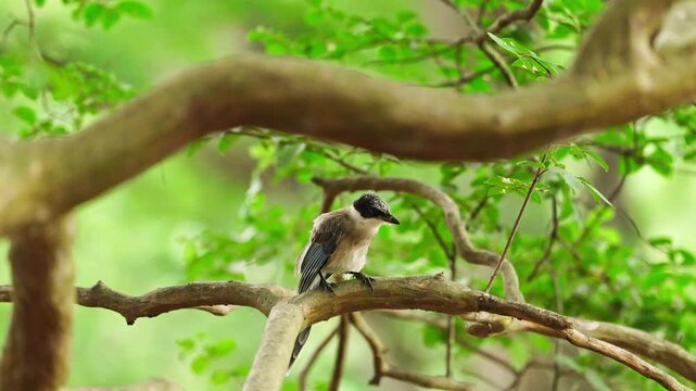 Cute Juvenile Azure Winged Magpie Perched on Branch Taking Off 4K
