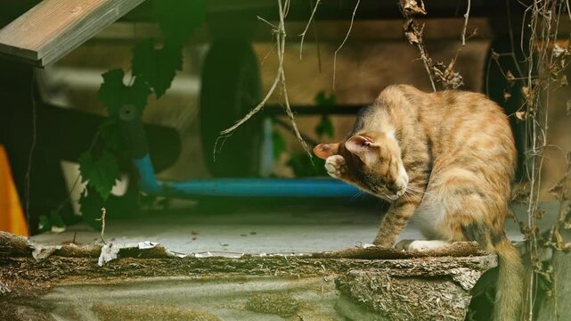 Tabby Cat Cleaning Its Face with Paw in Abandoned Building 4K