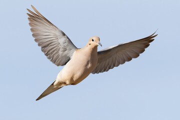 Obraz premium The Dove in Flight Across a Clear Blue Sky with Graceful Wings