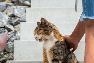 Relaxed tricolor cat being petted on stairs. © Anastazja