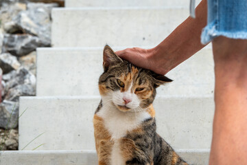 Tricolor cat looking at camera while being petted. © Anastazja