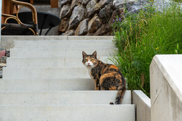 Tricolor cat relaxing on concrete stairs outdoors. © Anastazja