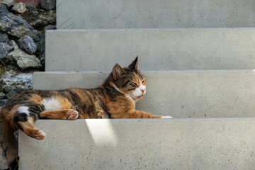 Close-up of tricolor cat resting on stairs. © Anastazja