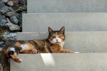 Relaxed tricolor cat lying on concrete stairs. © Anastazja