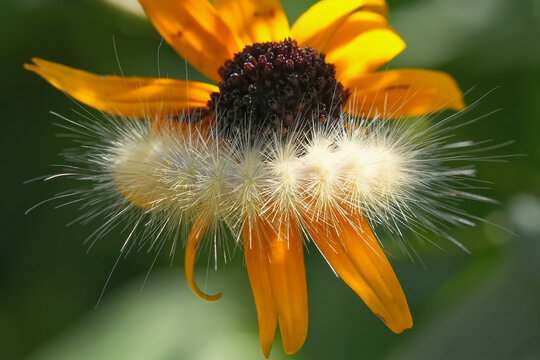 White Woolly Bear Caterpillar on a yellow flower