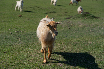 Domestic goat walking on green grass in a rural field © MatiasLeonel