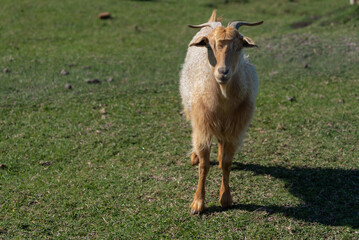 Fototapeta premium Domestic goat walking on green grass in a rural field