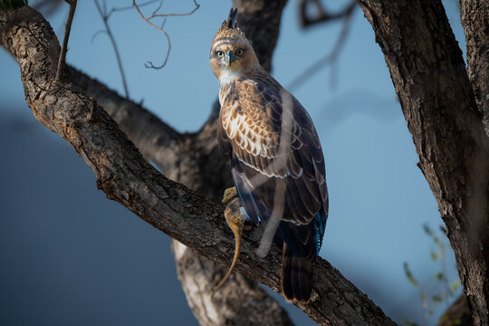 The Crested Hawk-Eagle is a large bird of prey in the family Accipitridae. It is an agile, forest-dwelling predator, often hunting a variety of small animals. Pictured here is a Crested Hawk-Eagle, 