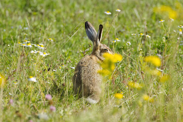 A hare sits among yellow flowers in a wild meadow  a brown hare with large ears hidden among wildflowers  a wild hare in the sunshine  Leporidae © Rebecca