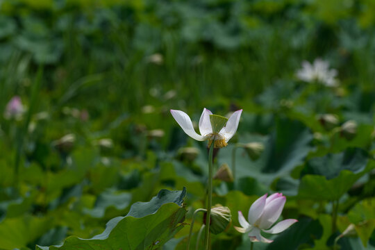Close up of blooming lotus flower shedding petals revealing seed pod in green pond in summer