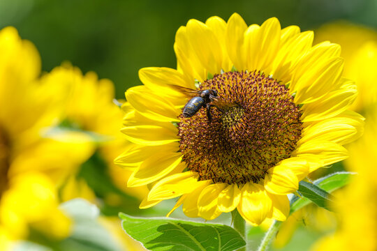 Close-up of a blooming yellow sunflower with a carpenter bee collecting nectar under bright summer sunlight