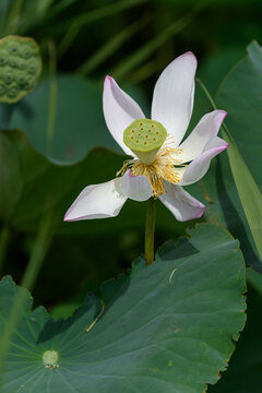 Close-up of blooming pink lotus flower shedding petals revealing seed pod with green leaves in summer sunlight