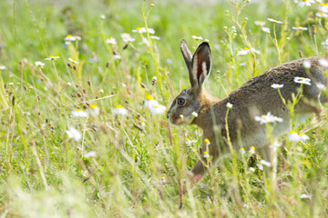 A hare hops through the grass, white flowers in a wildflower meadow  a brown hare with large ears runs among wildflowers  a wild hare in the sunshine  Leporidae © Rebecca