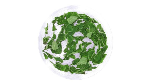 Time lapse of fresh Urtica dioica (stinging nettle) leaves dehydrating and drying in a food dehydrator, gradually shrinking and becoming dry, isolated on a white background.