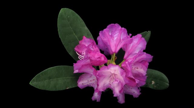 Timelapse of pink Rhododendron 'Blurettia' blooming from buds to fully open flowers. Isolated on a black background, 4K horizontal footage for botanical and nature projects.