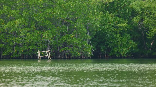 Mangroves view from the water, mangrove forest ecosystem. Mangrove trees are representatives of the genus Rhizophora, Rhizophora with characteristic aerial stilted roots immersed in water.
