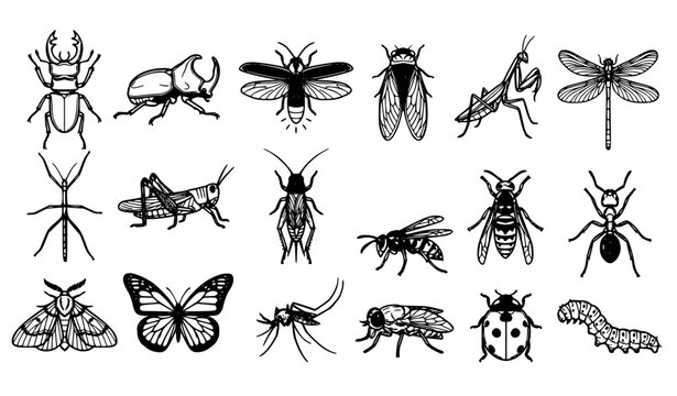 Set of 20 insect vector illustrations volume 4 with beetles butterflies dragonflies and bugs