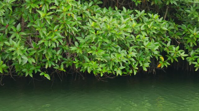 Mangroves view from the water, mangrove forest ecosystem. Mangrove trees are representatives of the genus Rhizophora, Rhizophora with characteristic aerial stilted roots immersed in water