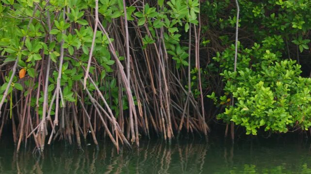 Mangroves view from the water, mangrove forest ecosystem. Mangrove trees are representatives of the genus Rhizophora, Rhizophora with characteristic aerial stilted roots immersed in water