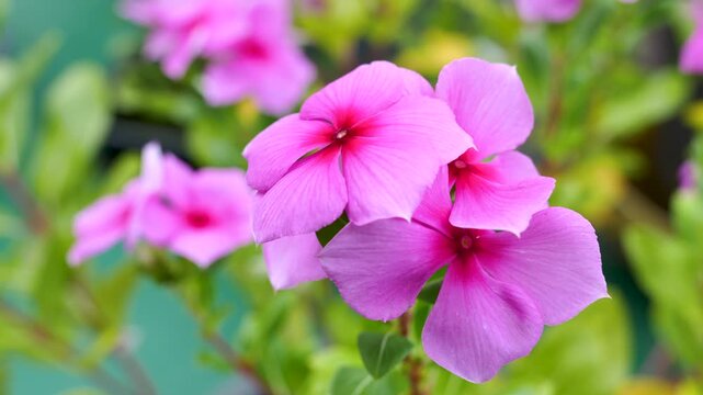 Pink periwinkle swaying in the wind_03
