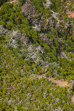 Lush green mountain slope covered with dead white tree branches and volcanic rocks along the hiking trail from Pico do Arieiro to Pico Ruivo in Madeira island.