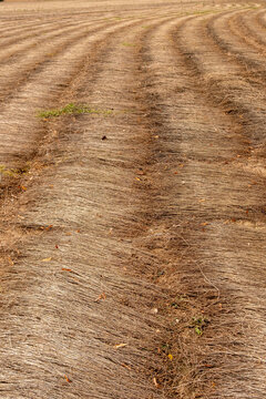 Feld mit gem&auml;htem Leinsamen