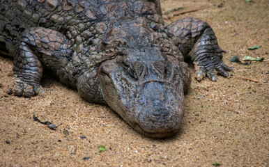 Fototapeta premium aiman resting on sandy ground in natural habitat