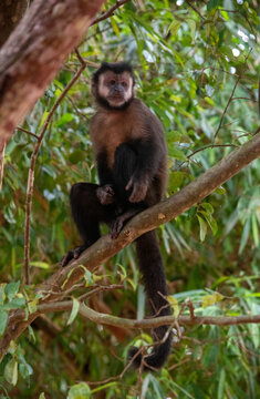 Wild capuchin monkey perched on a branch in jungle