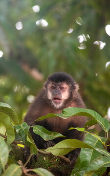 Wild capuchin monkey perched on a branch in jungle