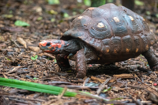 Red footed tortoise walking on forest ground in jungle