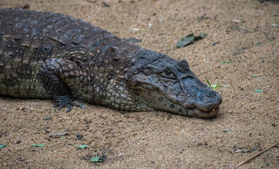 Fototapeta premium aiman resting on sandy ground in natural habitat