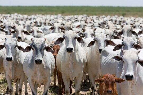 The Cattle Herd in a Sunlit Pasture, a Dense Group of White Cows