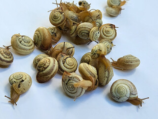 Snails. Garden snails on a light background © DRUIDSS