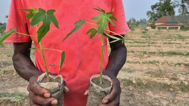Farmer Hands Removing Plastic Polybag from Papaya Sapling Base Video