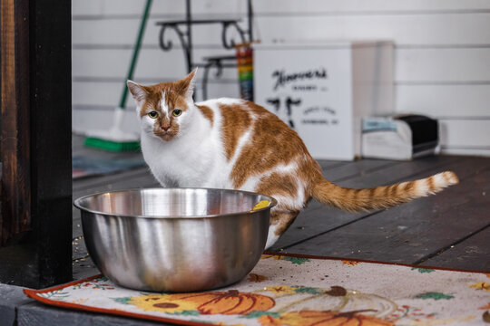 Grumpy Orange and White Cat Beside Bowl on Halloween Porch