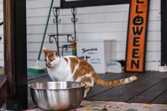 Orange and White Cat Beside Bowl and Halloween Porch Sign