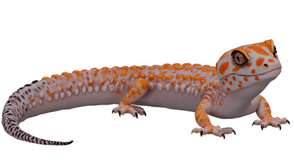 Fototapeta premium Leopard Gecko Reptile Pet Exotic Wildlife Photography